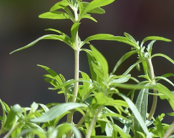 Organic Summer Savory Herb Seeds, Fragrant Herb Garden