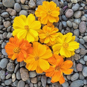 Bright Lights Cosmos Seeds, Cosmos Seeds, Flower Seeds, Cosmos Flower Seeds, Butterfly Garden Seeds, Water Wise Landscaping