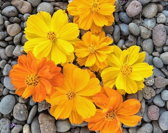 Bright Lights Cosmos Seeds, Cosmos Seeds, Flower Seeds, Butterfly Garden Seeds
