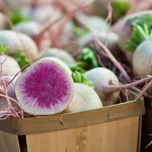 Watermelon Radish Seeds, Organic Radish Seeds, Vegetable Seeds