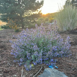 Catnip Seeds, herb seeds, fragrant herb seeds, organic herb seeds, herb garden kit, herb garden seeds