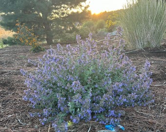 Catnip Seeds, herb seeds, fragrant herb seeds, organic herb seeds, herb garden kit, herb garden seeds