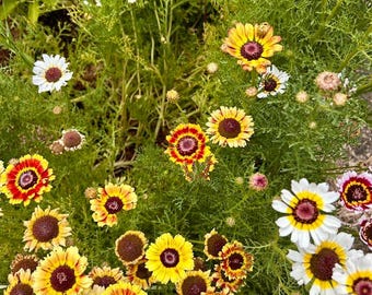 Painted Daisy Seeds, Flower Seeds, Chrysanthemum Seeds, Garden Seeds