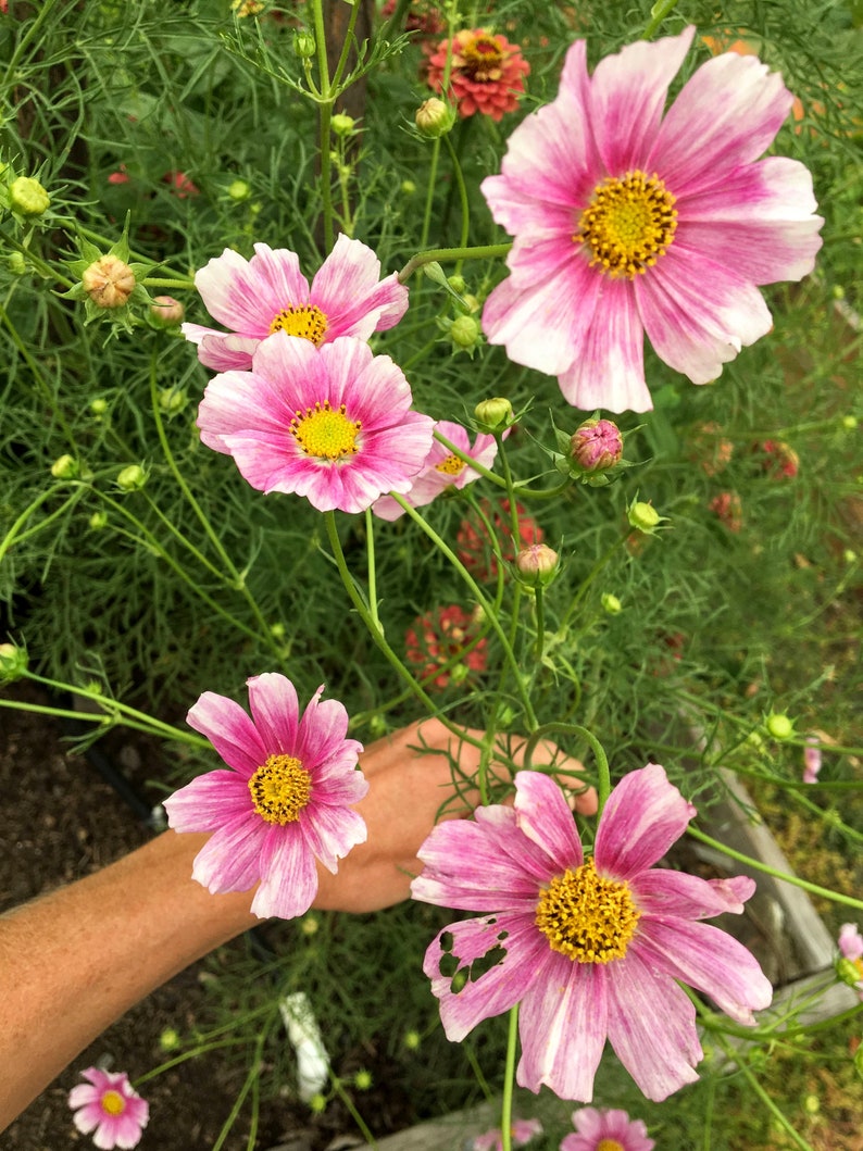 deckerrdseeds Cosmos Seeds - Thumbnail 2