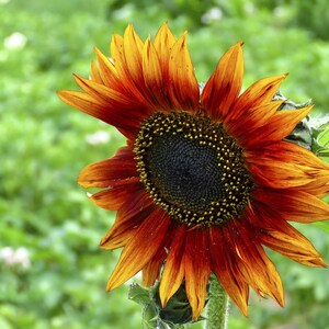 Sunflower &#39;Earthwalker&#39; Seeds, Sunflower Seeds, Flower Seeds, Helianthus Seeds, Garden Seeds