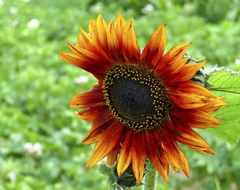 Sunflower 'Earthwalker' Seeds, Sunflower Seeds, Flower Seeds, Helianthus Seeds, Garden Seeds