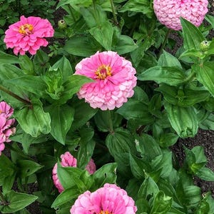Zinnia &#39;Luminosa&#39; Seeds, Zinnia Seeds, Flower Seeds, Organic Flower Seeds, Butterfly Garden Seeds, Pink Zinnia Seeds