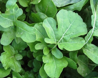 Arugula Seeds, Organic Arugula Seeds