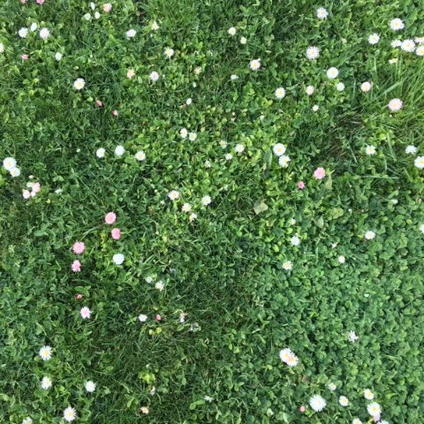 Flowering Lawn Seed - Eco Lawn, Water Wise Lawn, No Mow Lawn, Drought Tolerant Lawn, Grass Seed, Lawn Alternative