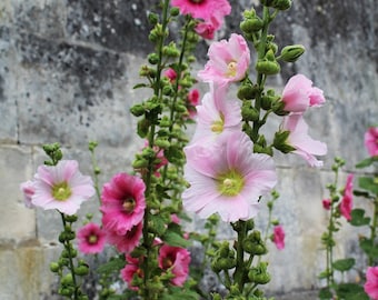 Hollyhock Seeds 'Indian Spring', Flower Seeds, Heirloom Flower Seeds