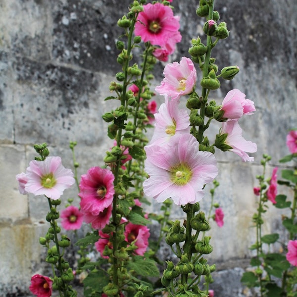 Hollyhock Seeds 'Indian Spring', Flower Seeds