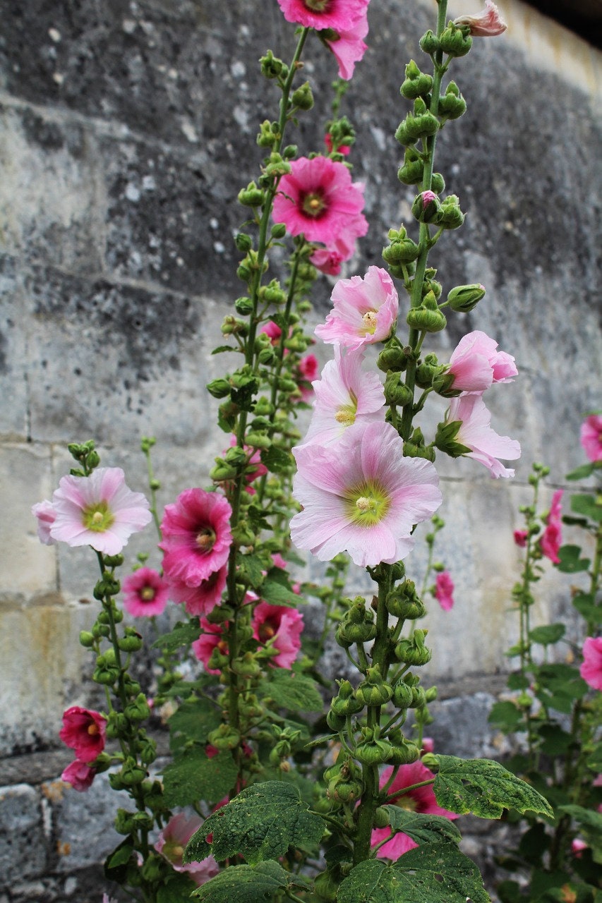 Шток роза Hollyhock