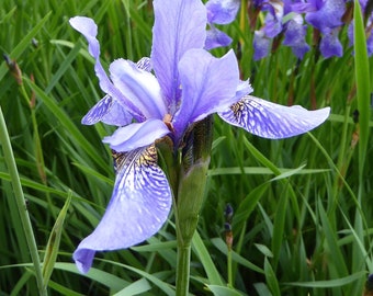 Wild Blue Iris Seeds, Iris missouriensis seed, Organic Flower Seeds, Butterfly Garden Seeds