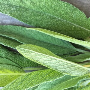 May include: Close-up of a bunch of fresh green sage leaves.