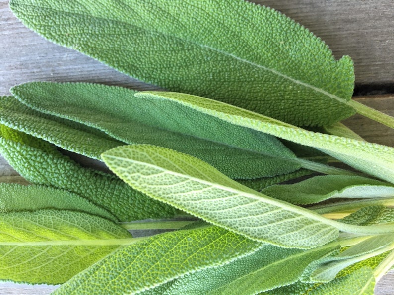 May include: Close-up of a bunch of fresh green sage leaves.