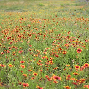Gaillardia Seeds, Blanketflower Seeds, Organic Flower Seeds