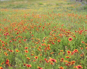 Gaillardia Seeds, Blanketflower Seeds, Organic Flower Seeds