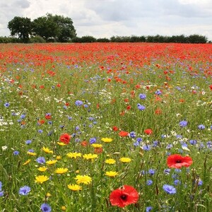 May include: A field of wildflowers in bloom, featuring red poppies, blue cornflowers, and yellow wildflowers.