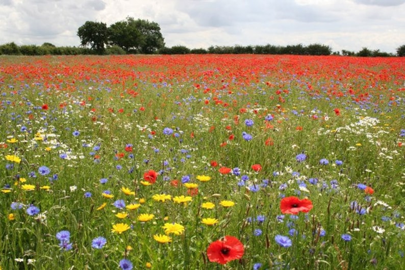 May include: A field of wildflowers in bloom, featuring red poppies, blue cornflowers, and yellow wildflowers.