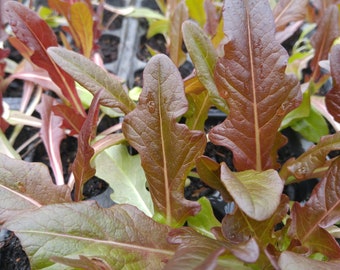 Cimarron Lettuce Seeds