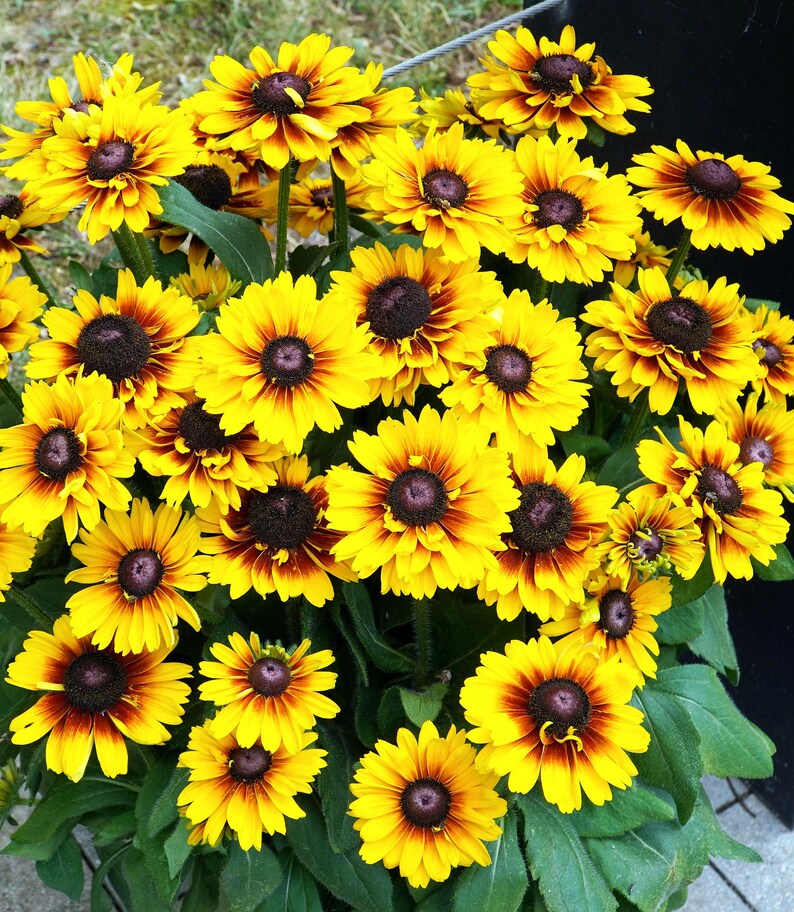 Rudbeckia Goldilocks Seeds