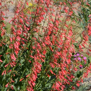 Penstemon &#39;Eaton&#39;s&#39; Flower Seeds, Beardstongue Seeds, Organic Flower Seeds