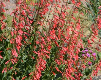 Penstemon 'Eaton's' Flower Seeds, Beardstongue Seeds, Organic Flower Seeds