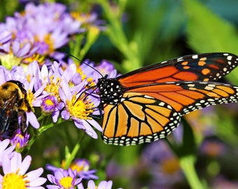 Monarch Butterfly Wildflower Seeds 1 oz., 4 oz., 8 oz. wildflower seeds, butterfly garden seeds, bulk wildflower seeds,