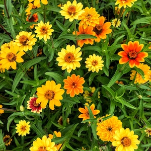 Mexican Zinnia Seeds, Persian Carpet Zinnia Seeds, Flower Seeds, Zinnia Flower Seeds, Butterfly Garden Seeds, Water Wise Landscaping