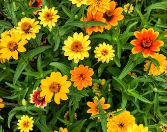 Mexican Zinnia Seeds, Persian Carpet Zinnia Seeds, Flower Seeds, Zinnia Flower Seeds, Butterfly Garden Seeds, Water Wise Landscaping