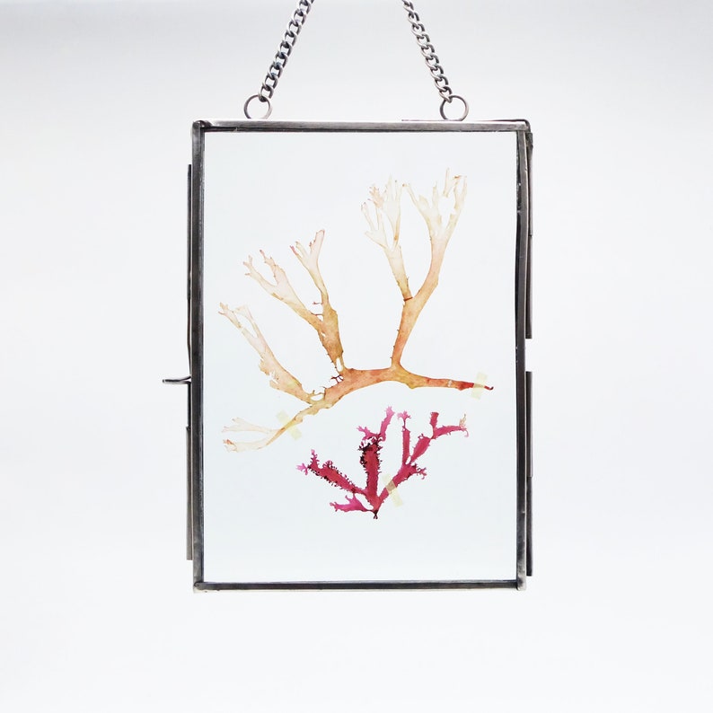 Framed Dried Seaweeds from Atlantic Sea