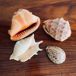 Vintage Set of Natural Shells, Sea Shells
