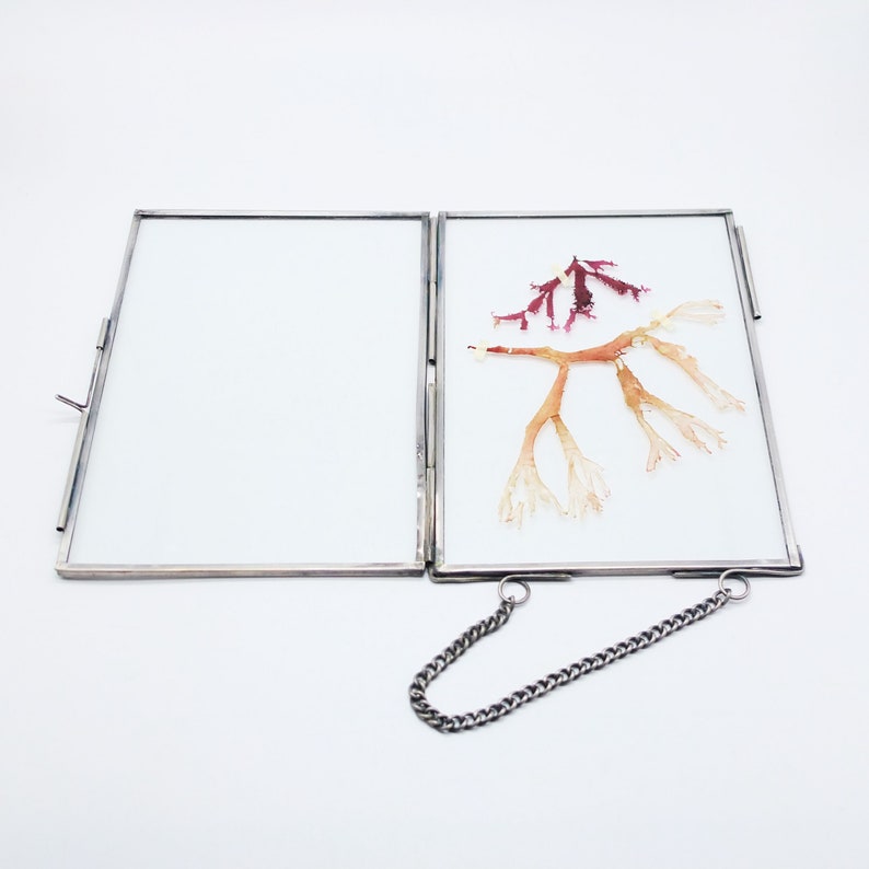 Framed Dried Seaweeds from Atlantic Sea