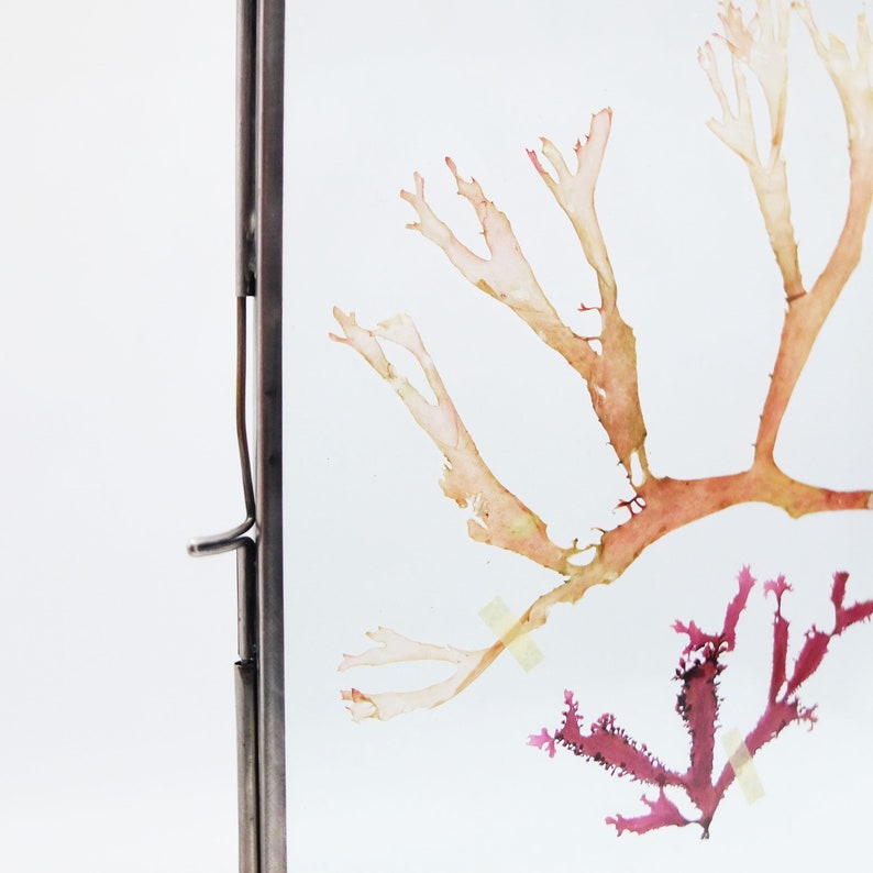 Framed Dried Seaweeds from Atlantic Sea