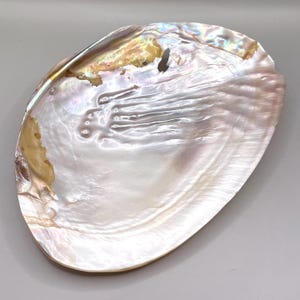 May include: A large, iridescent seashell with a pearlescent sheen. The shell's interior displays a range of colours, including white, pink, and gold. The shell has an oval shape and a smooth, polished surface.