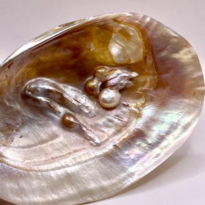 Vintage Muschel,dekorative Muschel Perlmutt,Muschel,Muschel Seifenschale,Muschel Ringschale,Taufschale