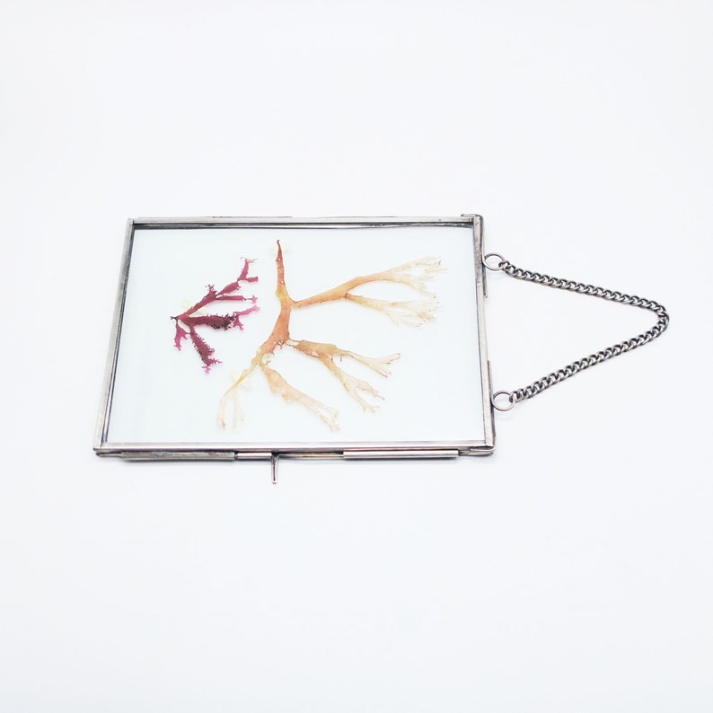 Framed Dried Seaweeds from Atlantic Sea
