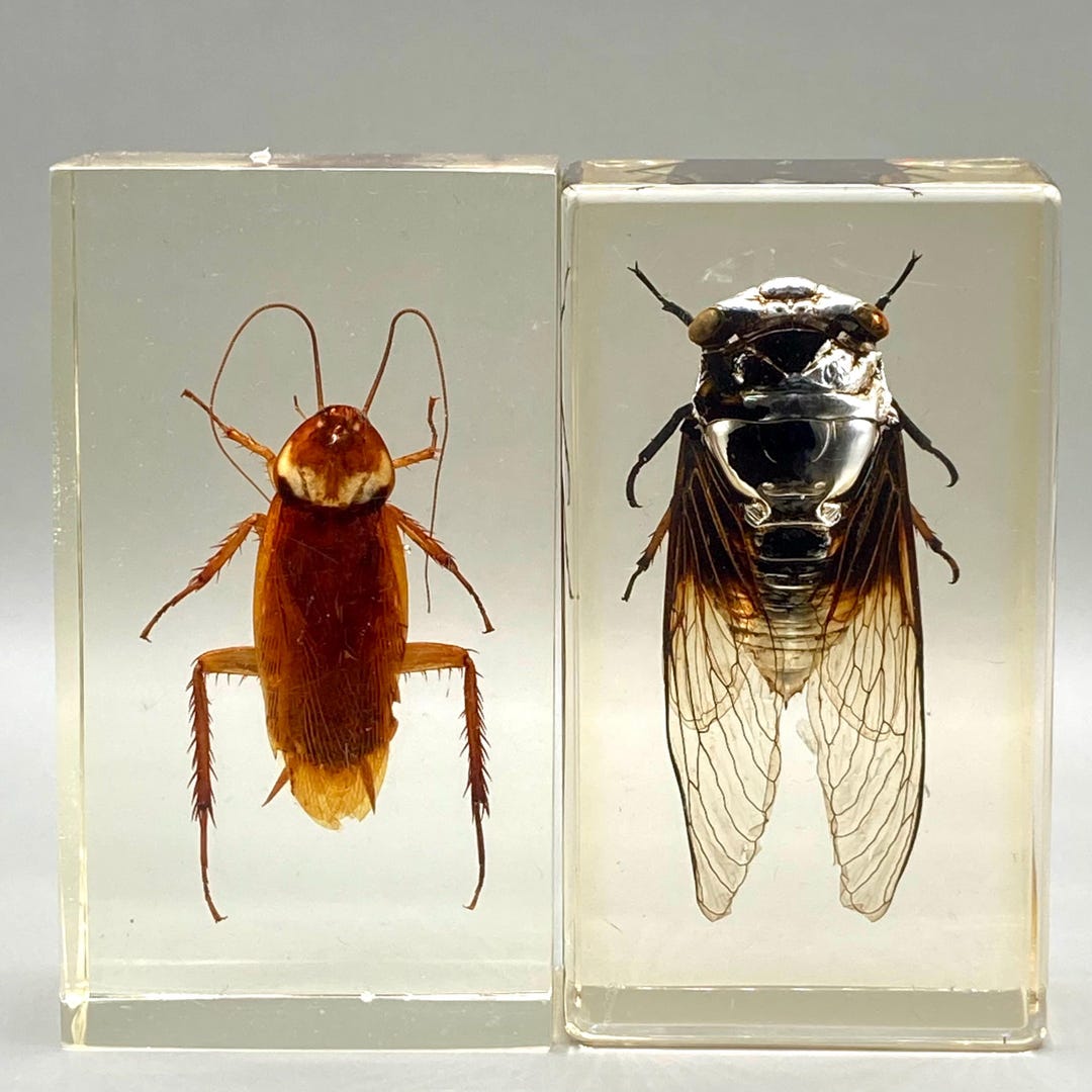 Insect Collectos 2 Vintage Insect Taxidermy & Curiosities, Insect Lovers, Insect ...