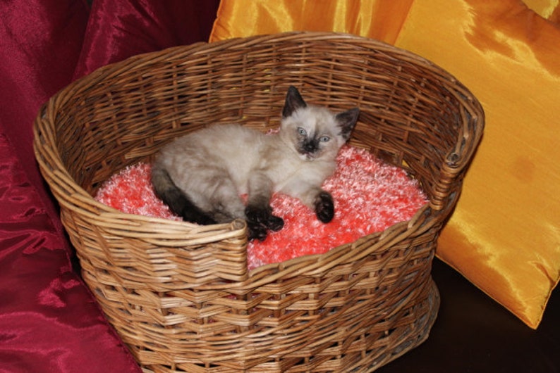 Instant Digital File pdf download Knitting pattern-Cat Basket Fluffy Cushion Pillow pdf download knitting pattern image 3