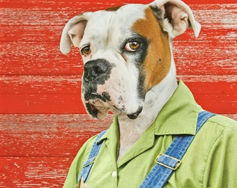 Friends, funny large original photograph of white Boxer dog wearing vintage blue jeans holding a sleeping kitten cat in his overalls