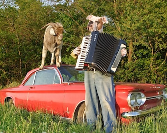 Billy Goat Polka, large funny original photograph of white Boxer dog wearing clothes, playing accordion for his pet goat on Chevy Corvair