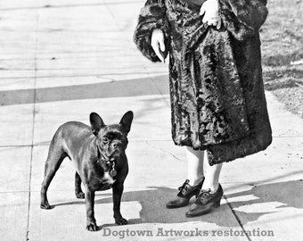 1920er Jahre Frau mit Französischer Bulldogge - Restaurierte Vintage Fotografie (Digitaler Download)