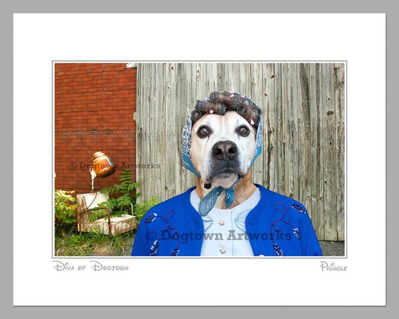 Diva of Dogtown Free Shipping. large original photograph of a funny Boxer dog wearing hair curlers and scarf ready for night on the town