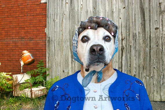 Diva of Dogtown Free Shipping. large original photograph of a funny Boxer dog wearing hair curlers and scarf ready for night on the town