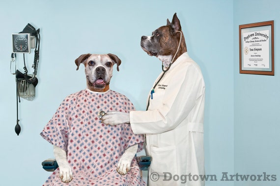 The Exam, large original photograph of two Boxer dogs wearing clothes  Doctor Great for veterinarian or doctor office!