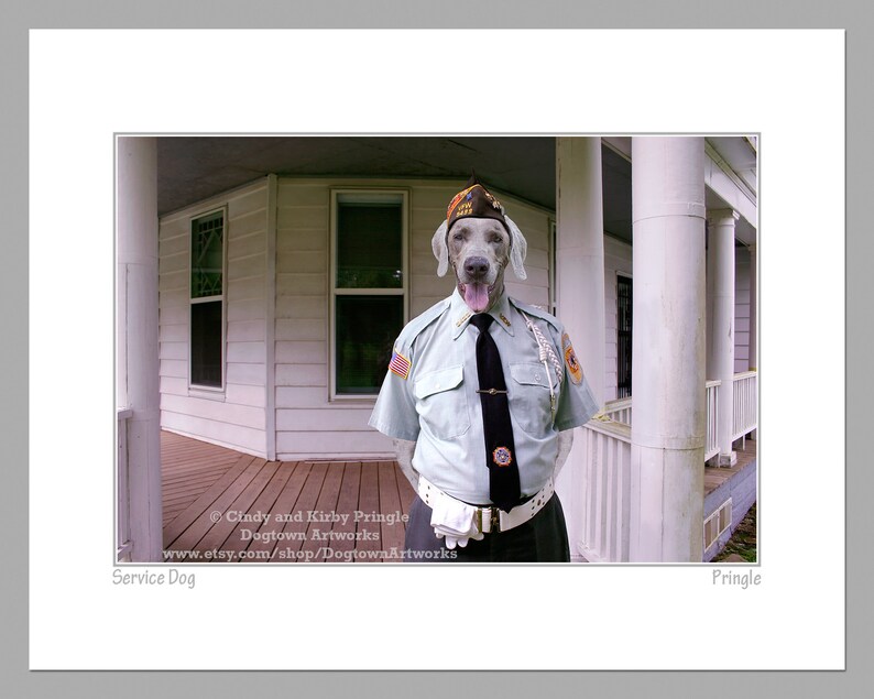 Service Dog funny large original photograph of veteran Weimaraner Dog wearing VFW parade uniform Ships free.