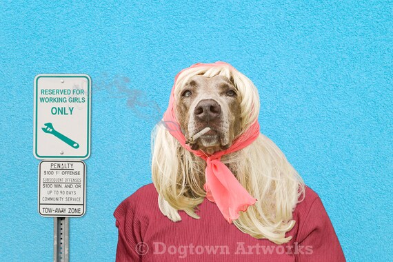 weimaraner wearing clothes