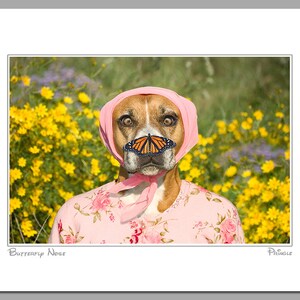 Butterfly Nose, large original photograph of boxer dog wearing flowered pink sweater with a monarch butterfly on her nose image 2