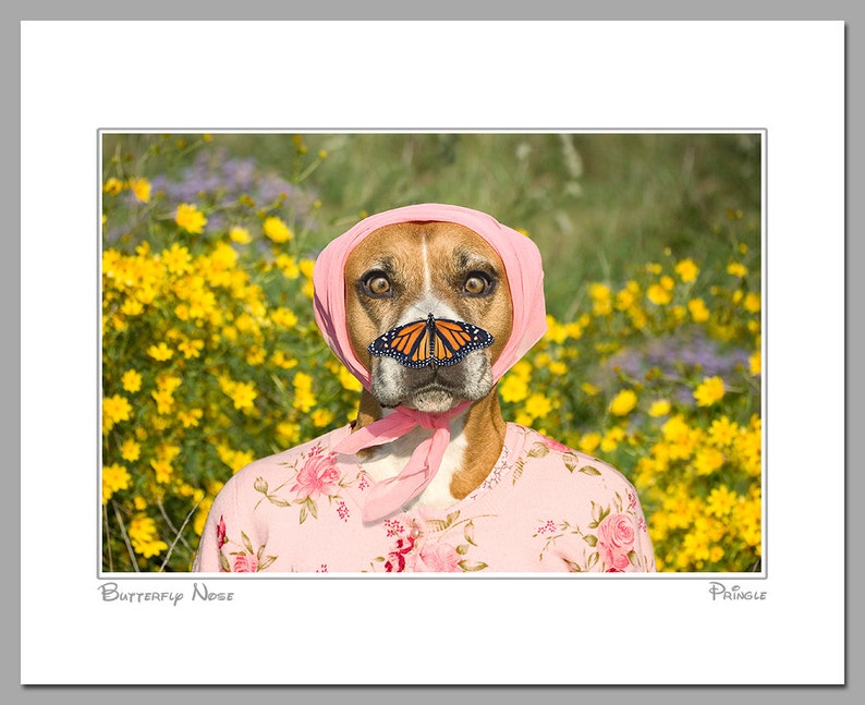 Butterfly Nose, large original photograph of boxer dog wearing flowered pink sweater with a monarch butterfly on her nose image 2