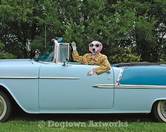 Cousin Opal, funny large original photograph of Dalmatian dog wearing vintage leopard skin coat and driving a 1955 Chevrolet convertible